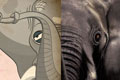   "Elephant" 
: Longplay 
: National Forum for the Defense and Protection of Animals 
: NFDPA 