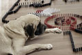   "Domino" 
: Fortune Promoseven Doha 
: Nestlé Purina PetCare Company 
: Purina Dog Chow 