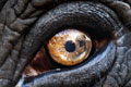   "Elephant Eye" 
: Grey Worldwide Dubai 
: Canon 
: Canon 