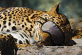   "Leopard" 
: Bates Pangulf 
: Al Ain Zoo 
Dubai Lynx Awards, 2008
Silver Campaign (for Travel, Transport, Entertainment & Leisure)