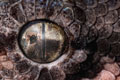   "Python Eye" 
: Grey Worldwide Dubai 
: Canon 
: Canon 
