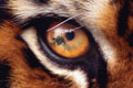   "Tiger Eye" 
: Grey Worldwide Dubai 
: Canon 
: Canon 