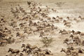   "Zebra Herd" 
: Fortune Promoseven Doha 
: Nestlé Purina PetCare Company 
: Friskies 