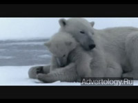 ����������� "Coldness", �����: Ricqles, ���������: Fred & Farid, Paris