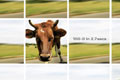   "Cow" 
: Ogilvy South Africa 
: Audi 
Loerie Awards, 2008
Gold Campaign (for Print Advertising - Newspaper)