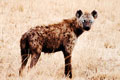   "Hyena" 
: DraftFCB South Africa 
: Ramrod 
: Ultraoptec Gamepro Spotlight 