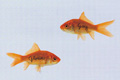   "Goldfish" 
: GREY, Barcelona 
: Pilot Water Resistant Markers 
London International Awards, 2008
Grand Prize (for Print)