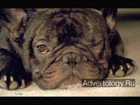 ����������� "���", �����: Samsung Stealth, ���������: Cheil Communications