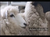 ����������� "The Sheep", �����: thetrainline.com, ���������: Delaney Lund Knox Warren