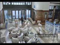 ����������� "The Sheep", �����: thetrainline.com, ���������: Delaney Lund Knox Warren