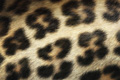   "Leopard" 
: Saatchi & Saatchi 
: Procter & Gamble 
: Olay 