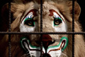   "Lion" 
: MSTF Partners 
: Acção Animal 
: Acção Animal 