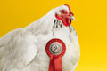   "Chicken or egg" 
: Jung von Matt / Spree 
: DHL 
: DHL 