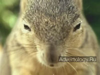  "Guard Squirrel", : Bud Light, : DDB North America