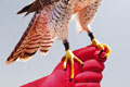   "Falcon" 
: Memac Ogilvy 
: Scotch Brite 
: Scotch Brite Rubber Gloves 