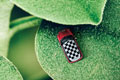   "Ladybug" 
: YR Brands/Bates Lisbon 
: Mini 
: MINI 