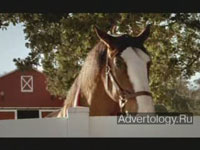  "Daisy", : Budweiser, : DDB Chicago