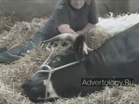  "Cow gives birth to a dude", : Ray-Ban, : Cutwater