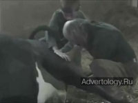  "Cow gives birth to a dude", : Ray-Ban, : Cutwater