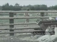  "Cow gives birth to a dude", : Ray-Ban, : Cutwater