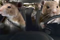  "Hamsters" 
: David And Goliath (Los Angeles, CA) 
: Kia Motors Corp. 
: Kia 