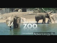  "Kitty", : San Diego Zoo, : M&C Saatchi - Los Angeles