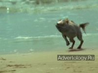  "Dog Fish", : Volkswagen, : AlmapBBDO