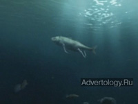  "Dog Fish", : Volkswagen, : AlmapBBDO