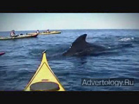  "Minke Whales", : Canada Tourism Commission, : DDB Canada