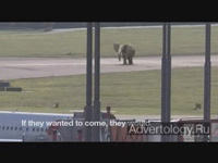 ����������� "Landing Jumbo", �����: IFAW, ���������: Springer & Jacoby Germany