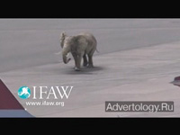 ����������� "Landing Jumbo", �����: IFAW, ���������: Springer & Jacoby Germany