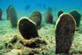   "Underwater Graveyard" 
: Bruketa&Zinic OM 