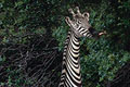 �������� ������� "Giraffe" 
���������: Preston Kelly 
�������������: Minnesota Zoo 
�����: Minnesota Zoo 