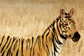 �������� ������� "Zebra" 
���������: Preston Kelly 
�������������: Minnesota Zoo 
�����: Minnesota Zoo 