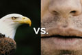  "Rivalries Eagle" 
: David&Goliath 
: Seagrams Vodka 
: Seagrams Vodka 