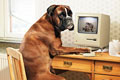   "Wanking dog" 
: Jung von Matt Stockholm 
: Stockholms Hundforum (Daytime dog care) 
: Stockholms Hundforum 