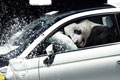   "Panda" 
: Marcel Paris 
: Fiat 
Eurobest, 2009
Gold Campaign (for Cars)