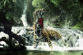   "Jaguar Monkey" 
: Fiero Animals 
: Fiero Animals retouching studio 
: Fiero Animals 
