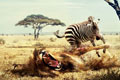   "Lion Zebra" 
: Fiero Animals 
: Fiero Animals retouching studio 
: Fiero Animals 