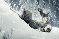   "Wolf Hare" 
: Fiero Animals 
: Fiero Animals retouching studio 
: Fiero Animals 