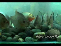  "Piranhas", : Interbank Saving Accounts, : JWT Lima