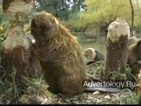  "Beaver", : Monster.com, : BBDO New York