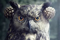   "Owl" 
: BBDO Berlin 
: Stadt Northeim 
: Stadt Northeim 