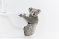   "Koala" 
: JayGrey Sydney 
: Ambi Pur 
: Ambipur 