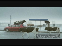  "Cows", : , : TABASCO
