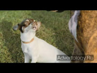  "Dogs", : Toyota, : DraftFCB South Africa