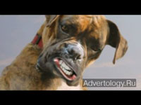  "Dogs", : Toyota, : DraftFCB South Africa