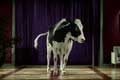  "Dancing Cows" 
: Cadbury 
: Cadbury 