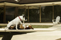   "Pool" 
: Prolam Y&R Santiago 
: Nutripro 
: Masterdog Light Dog Food 