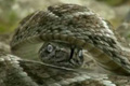  "Rattlesnake" 
: Fallon Worldwide 
: The Travelers Companies, Inc. 
: Travelers 